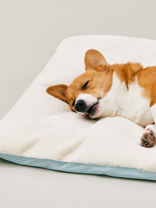 Sleeping Blanket | 寵物蜜糖被墊