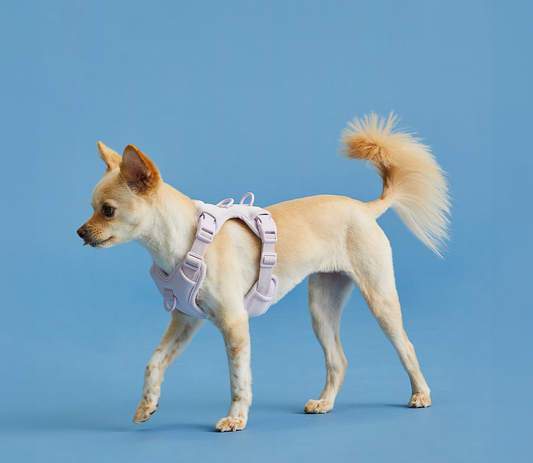 Humming Myfit Harness V2 | 馬卡龍胸背帶 V2