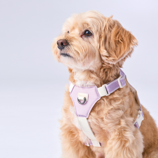 Bouncing Harness | 蹦跳胸背帶
