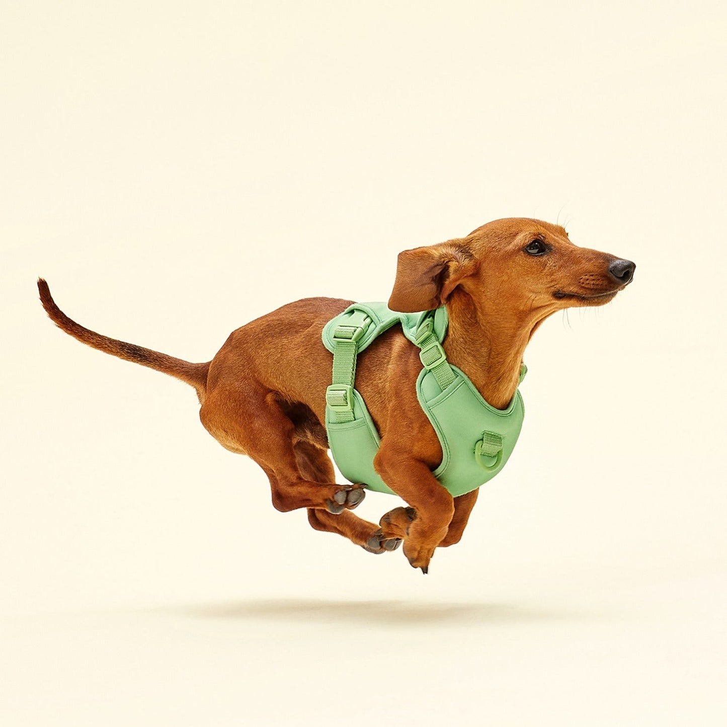Humming Myfit Harness | 馬卡龍胸背帶