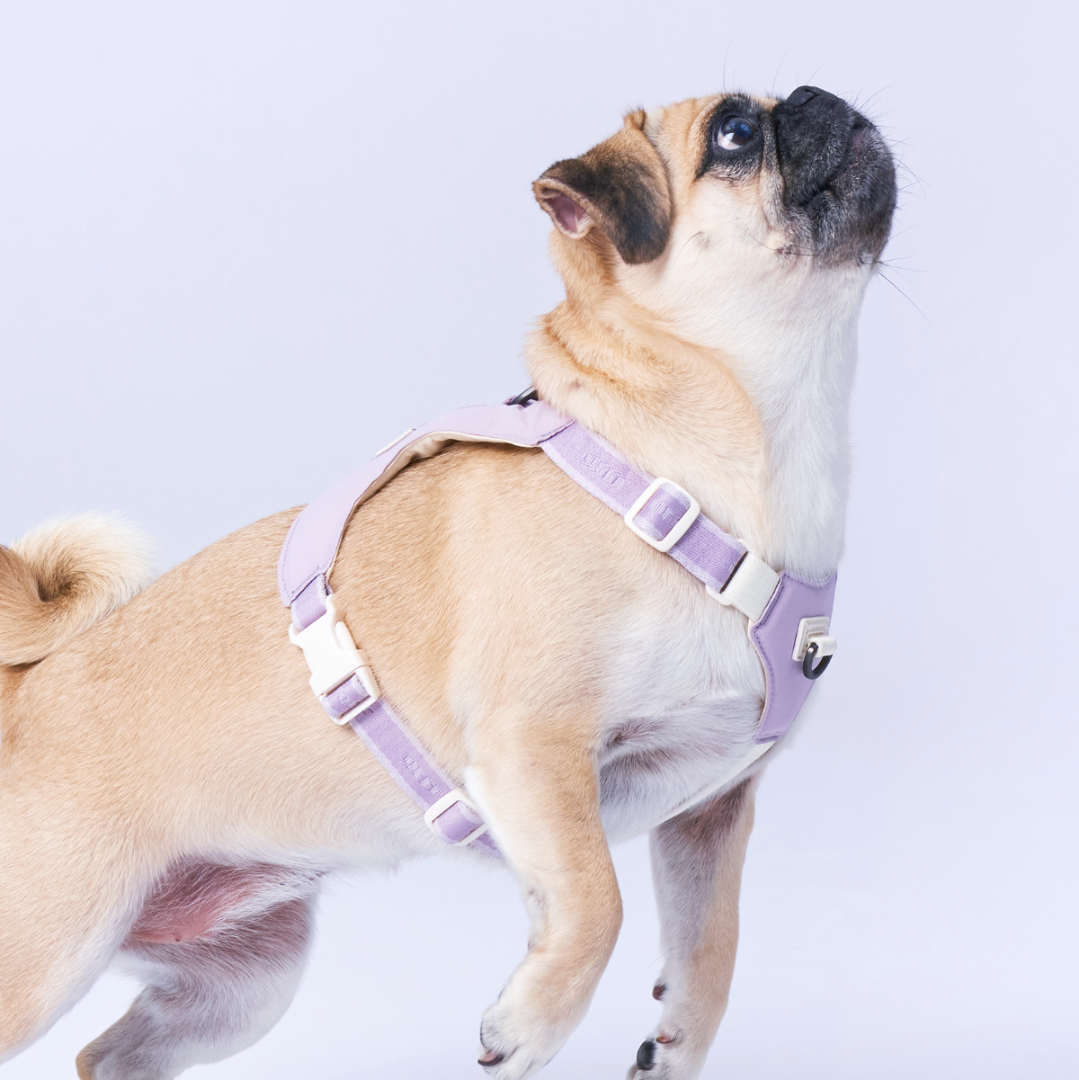 Bouncing Harness | 蹦跳胸背帶