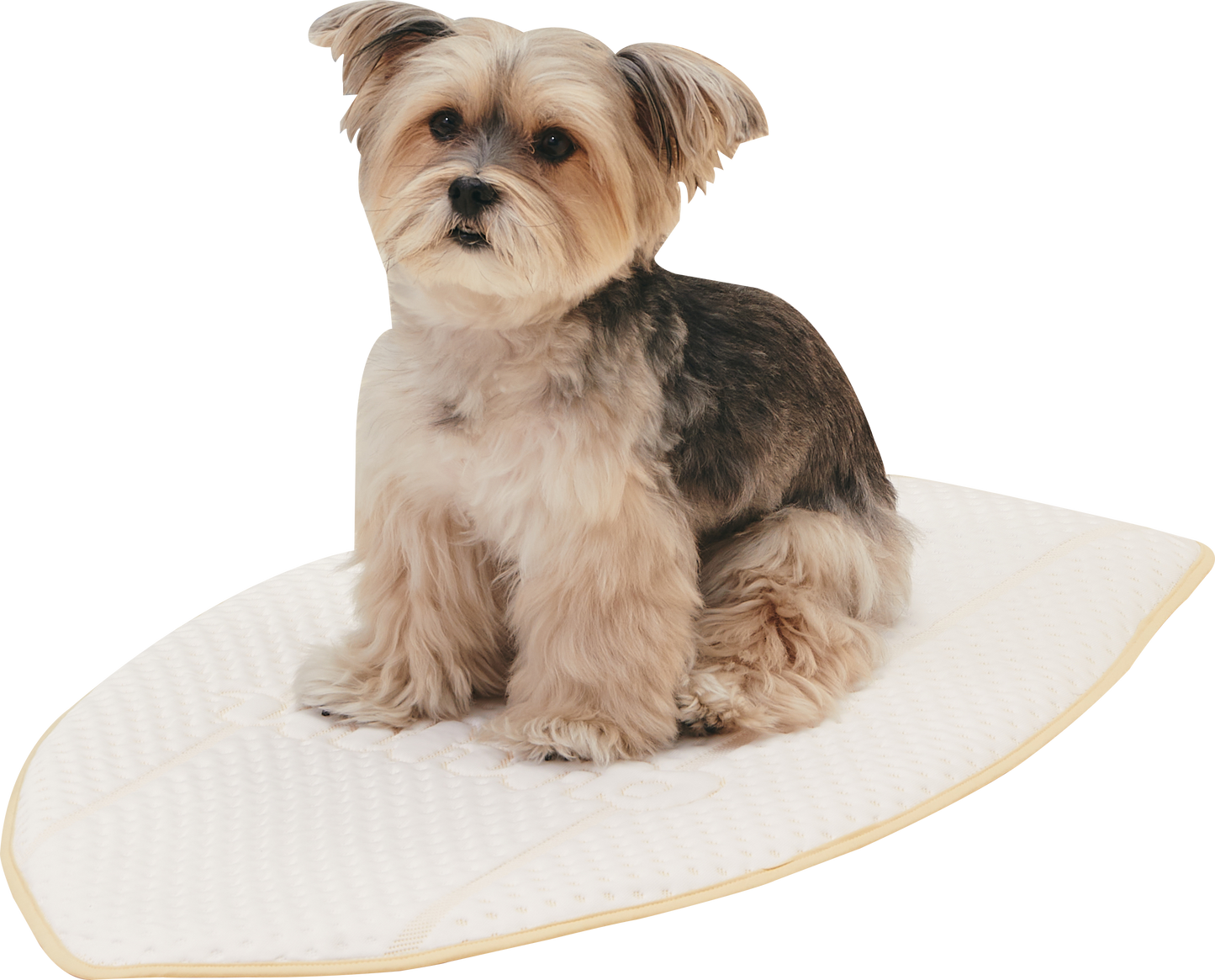 Coolsum surfing mat | 寵物勁涼衝浪墊